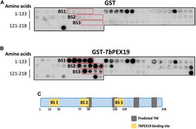 Molecular basis of the glycosomal targeting of PEX11 and its mislocalization to mitochondrion in trypanosomes